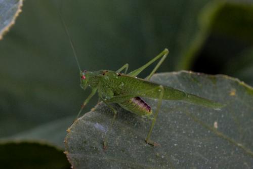 Phaneroptera sp.